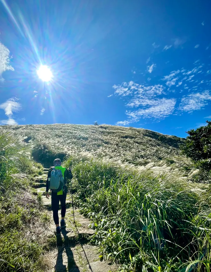 艷陽下的芒草好耀眼
