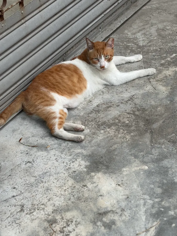 我跟橘子還在撐|在我面前,牠可以做自己