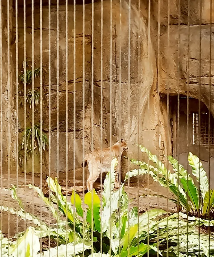 歐亞大山貓 --- 可惜山貓一直不轉身，看不到他帥氣的臉龐😂