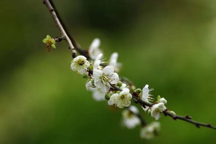 平地罕見的梅花~