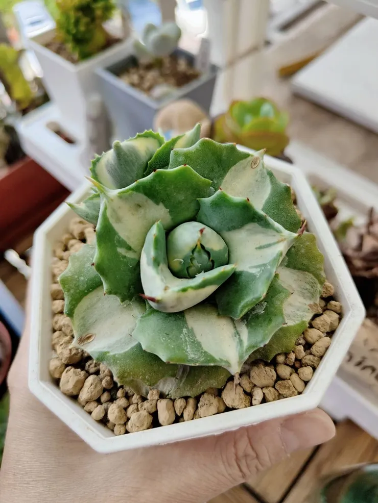 王妃雷神白中斑，龍舌蘭的入門款