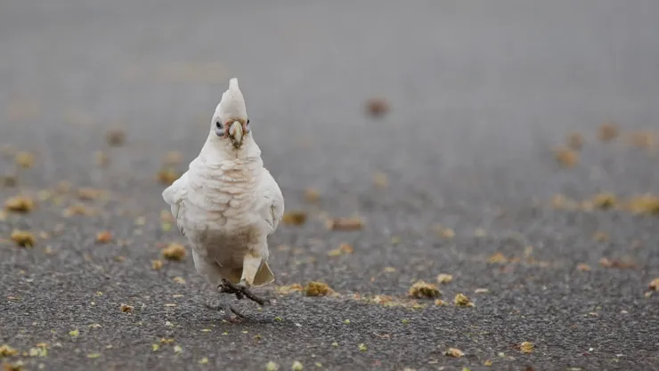 Little Corella