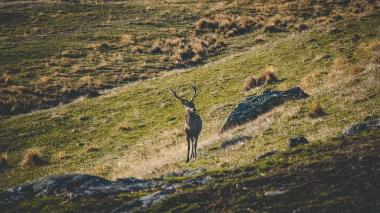 New Zealand — Deer Park Heights Queenstown
