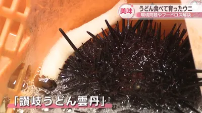 「讃岐うどん雲丹」:吃烏龍麵長大的海膽