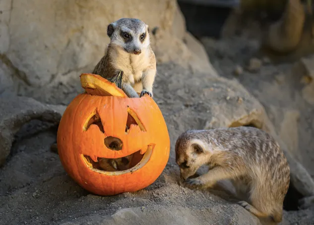 Boo at the L.A. Zoo 洛杉磯動物園萬聖節活動
