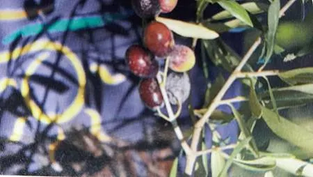 [異國美食]義大利的健康飲食聖塔麗塔橄欖油，特級冷壓初榨橄欖