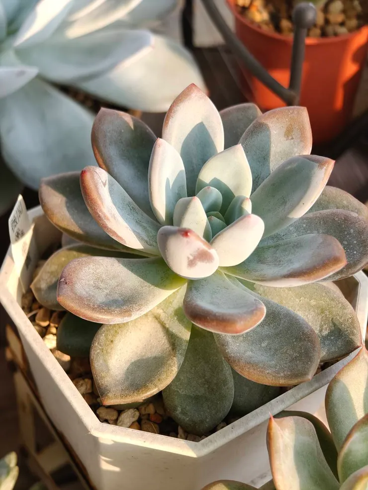 景天裡面還是有容易度夏的品種 (夢露)