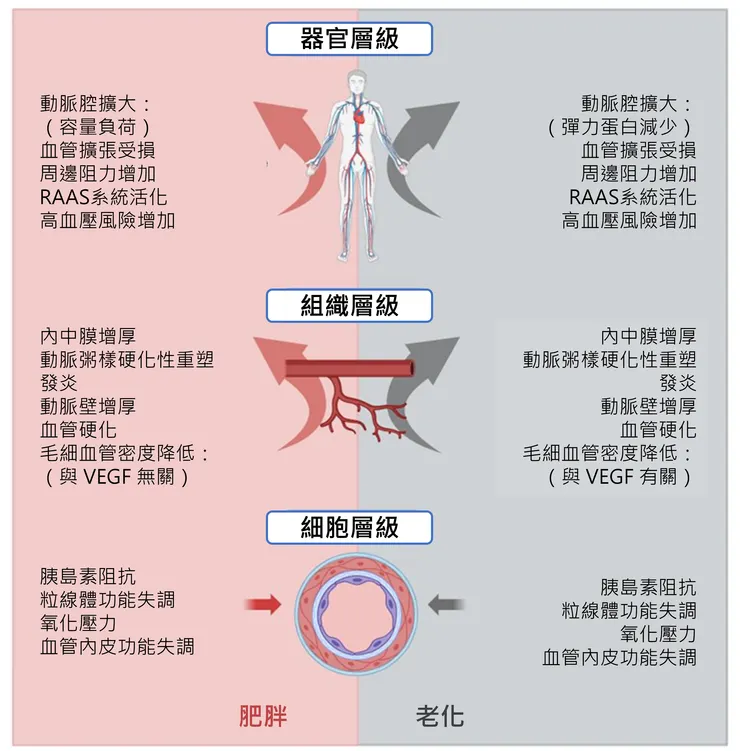 肥胖與老化所導致的不良血管重塑,在不同層次整合下的共同特徵