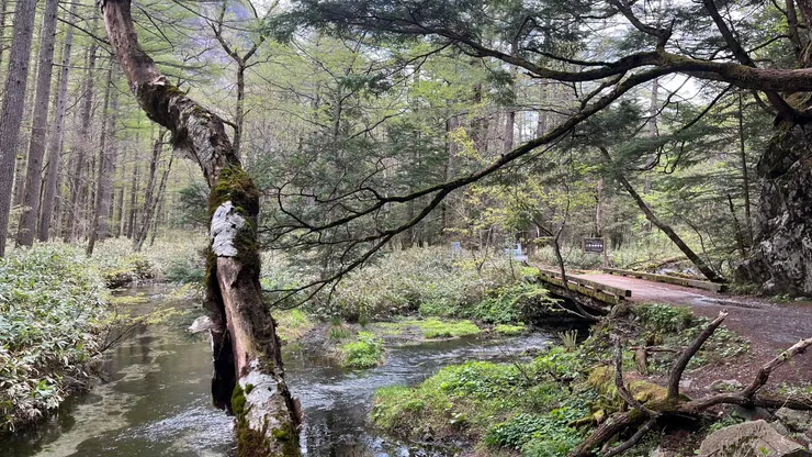 有高高的樹還有小河。