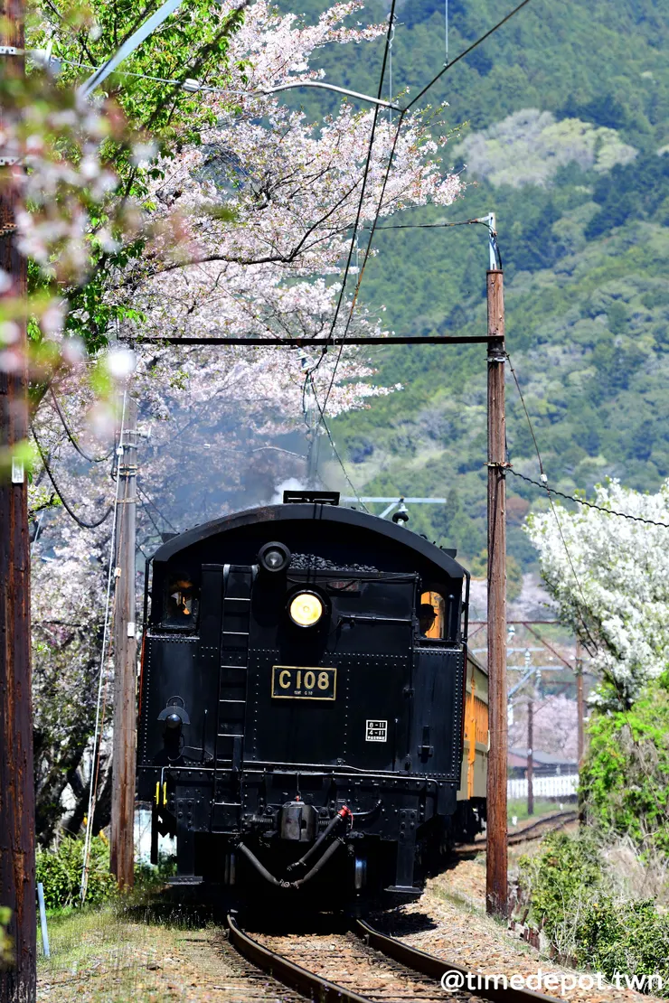 上午返程的蒸汽火車逆牽下山，周邊的櫻花都長出綠葉