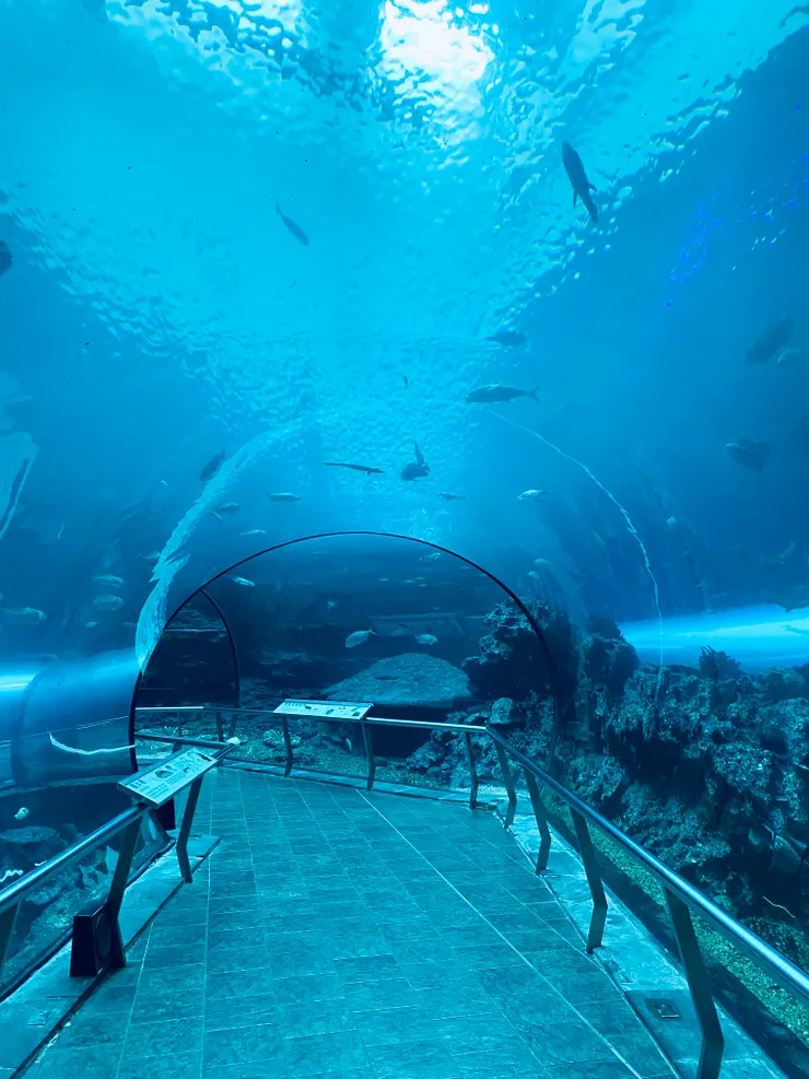 🐠《夜宿海生館》珊瑚王國-海底隧道區白天的樣子。|圖:閒人
