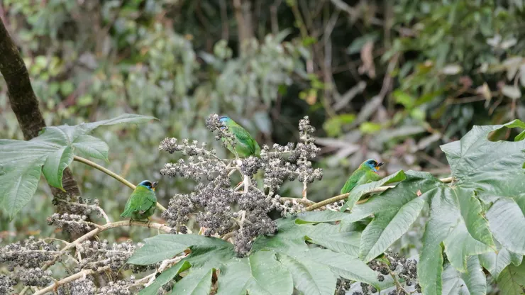 鏡頭只拍到3隻,還有2隻在鏡頭外