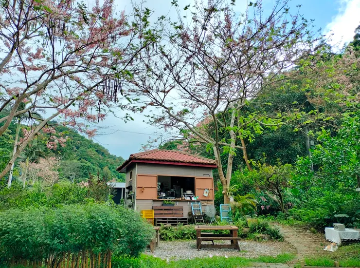 每年花期木盛開的粉紅罩頂