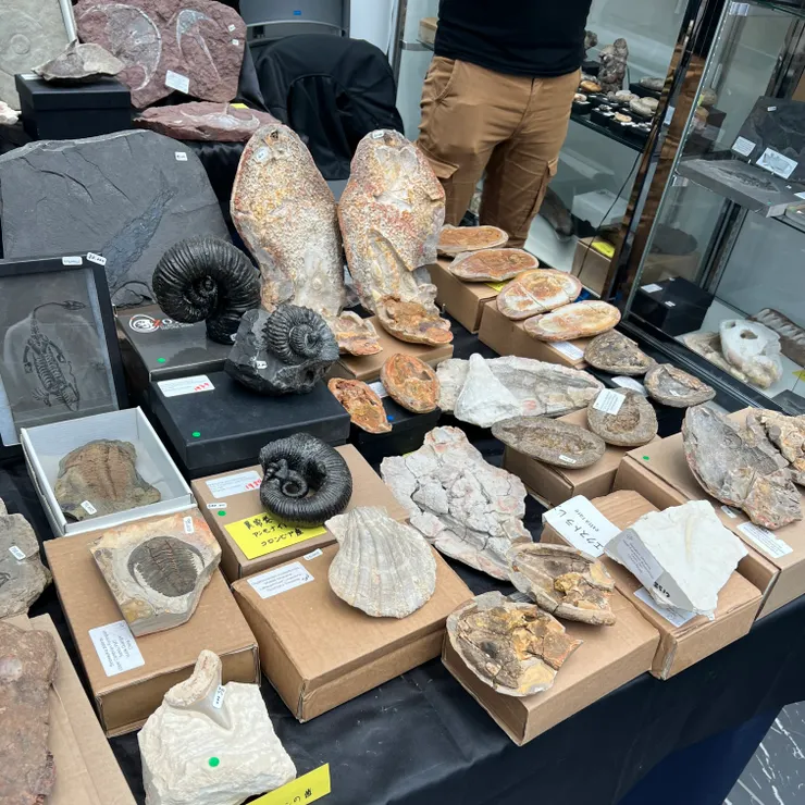 各種化石一應俱全