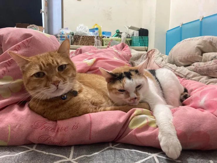 當事貓本貓