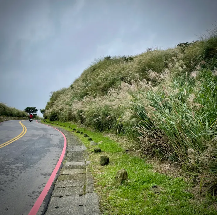 中湖戰備道路,路旁山坡芒花