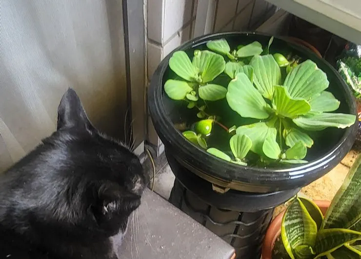 大薸水盤和小黑(李建崑攝影)