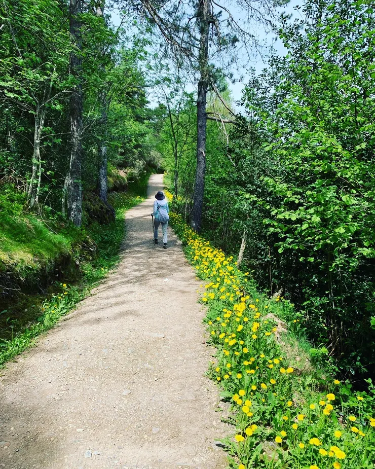 圖八:走在花路上