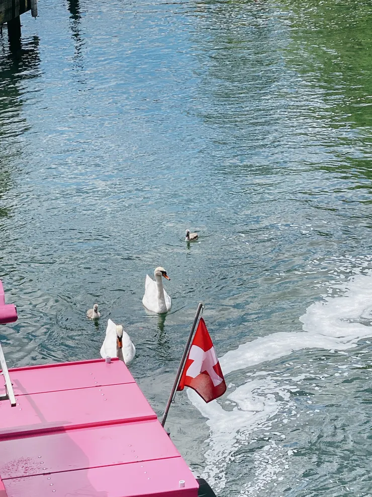 醜小鴨與天鵝一家