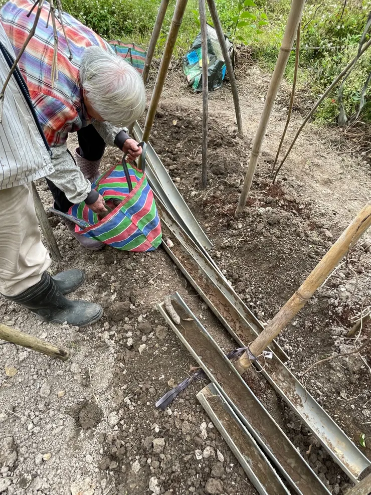 今年的山藥有一半嘗試使用管子栽種