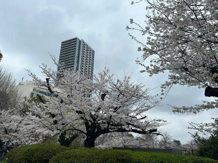 上野恩賜公園滿開中
