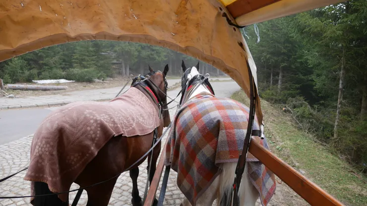 回程想說明天還要去Dolina Chochołowska,要再走16km,所以就直接搭馬車回去了,車子坐滿後才會出發,大概8-10人左右