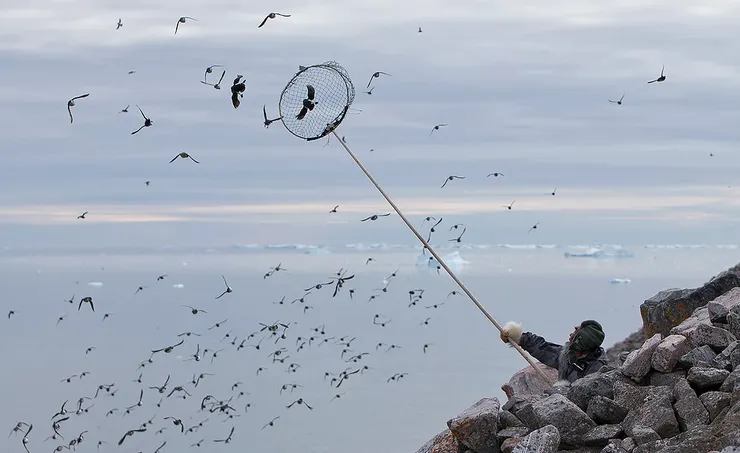 伸網就抓的因紐特人