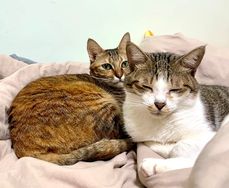 在家的時候，和我對話的只有這兩隻喵