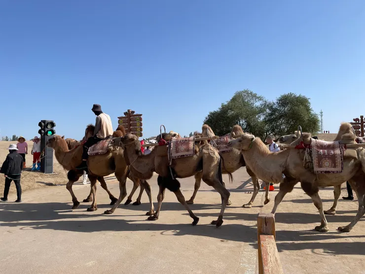 駱駝紅綠燈