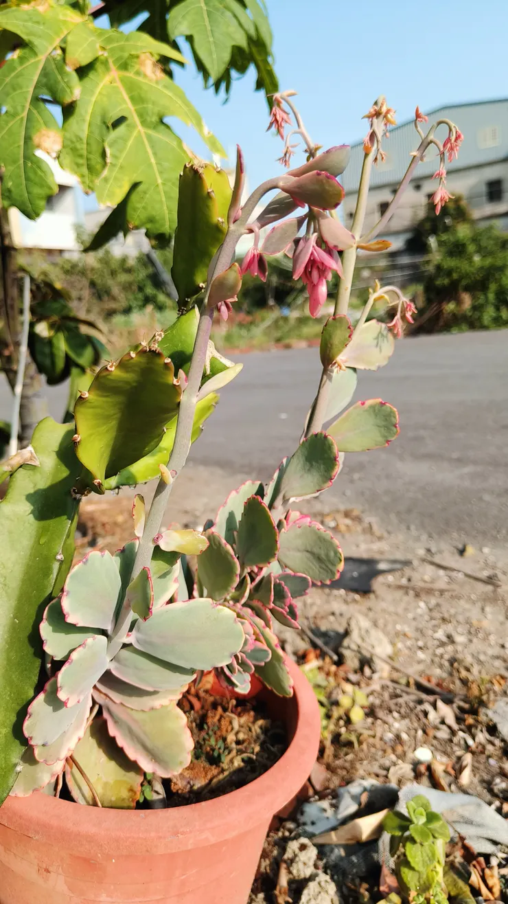 附上我當下正在欣賞的多肉，長很高