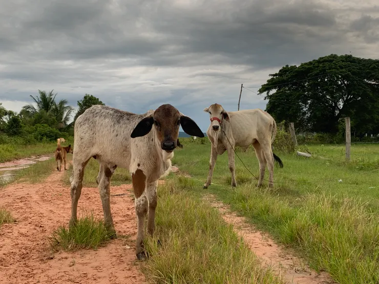 摄于柬埔寨乡下村庄
