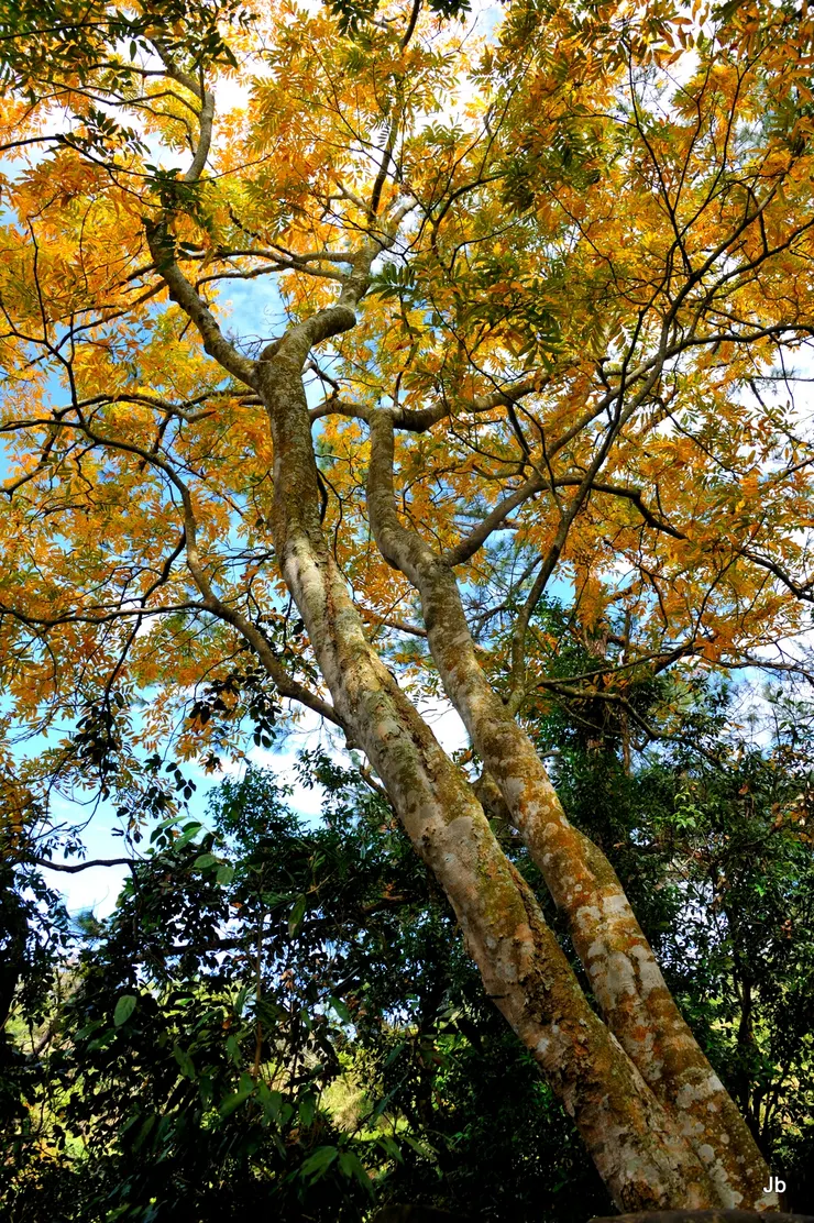 山毛櫸在陽光下黃葉閃爍如金，美極！