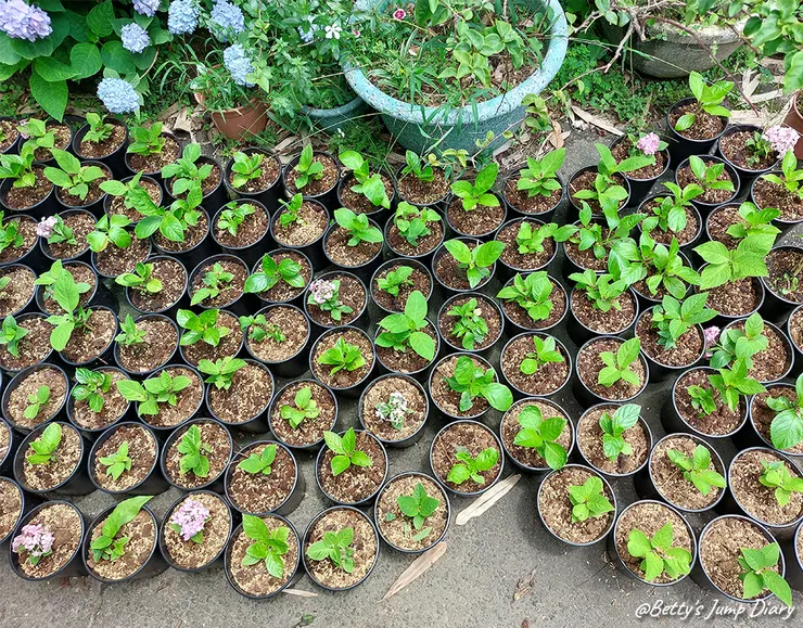 ▲桃園龍潭「穧粑崠咖啡農場」、「越軌咖啡」/ 圖片來源：Betty's Jump Diary