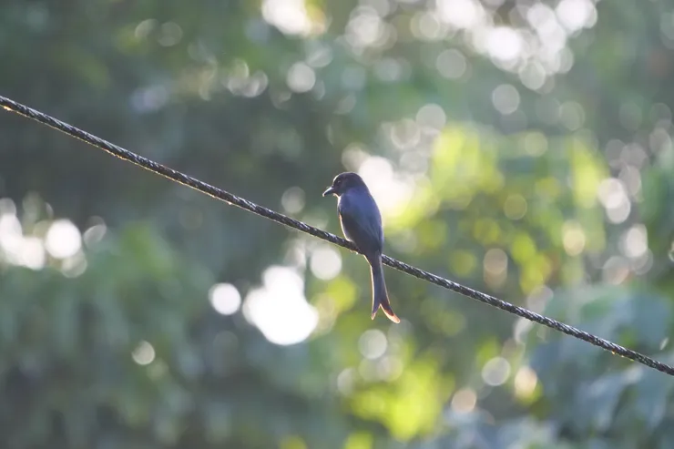 White-bellied Drongo
