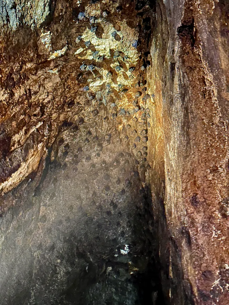 不要懷疑，上面那些黑點都是蝙蝠喔！