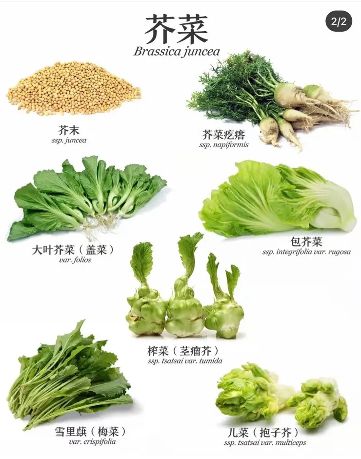 各種芥菜家族成員