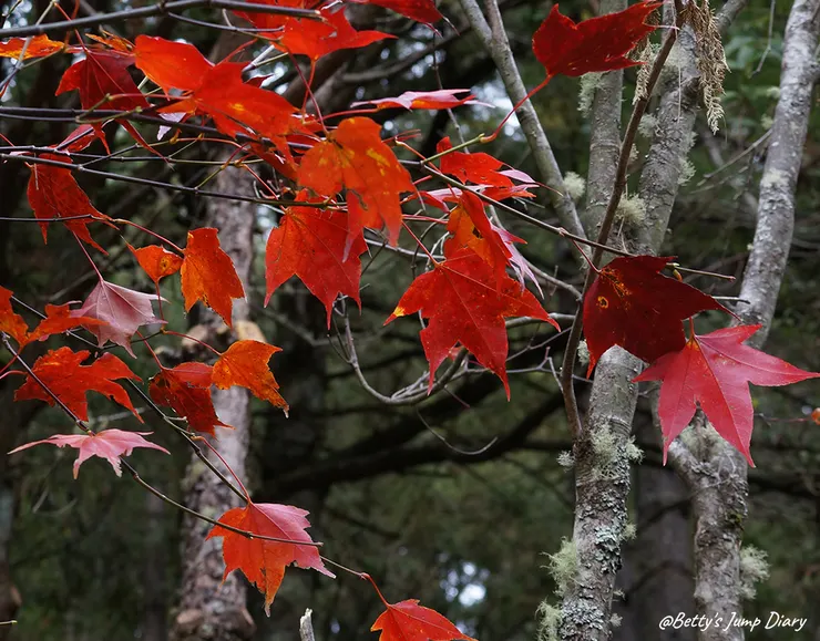 ▲台中「大雪山國家森林遊樂區」/圖片來源：Betty's Jump Diary
