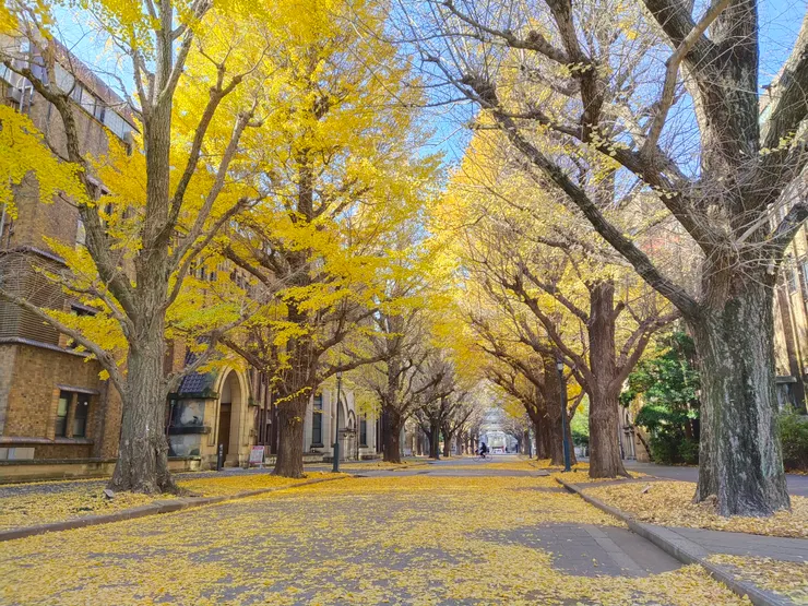 銀杏的美景,是不是看了就想衝一波?(圖為東京大學校園,拍攝於2022/12/16)