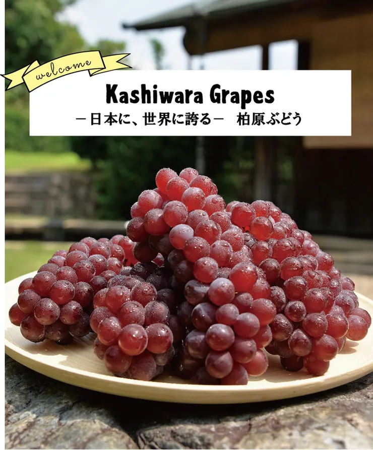 圖片來源：柏原市官網