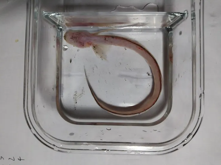 棲息於砂泥底的鰻蝦虎，其仍待更多研究，是個珍貴的樣本