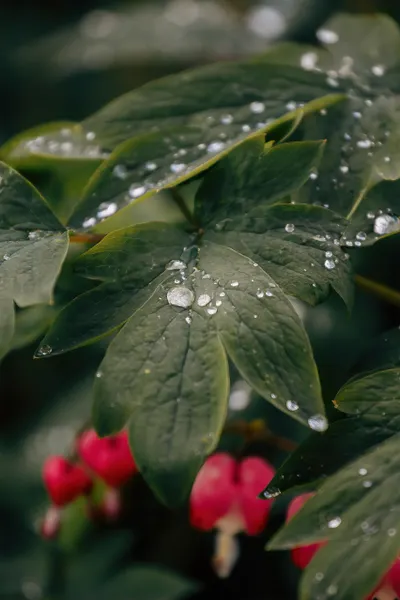 如果你覺得心情低落，試著去摸摸植物的葉子