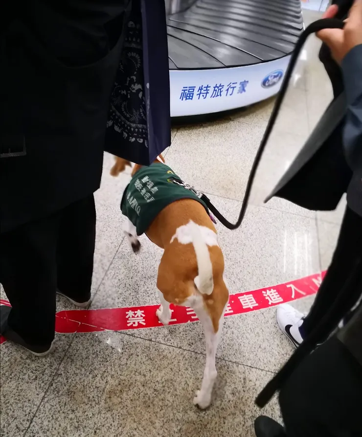 穿著「檢疫犬」背心的米格魯：訓練狗狗變得乖巧、聽話，是一個需要耐心、恆心和正確方法的過程