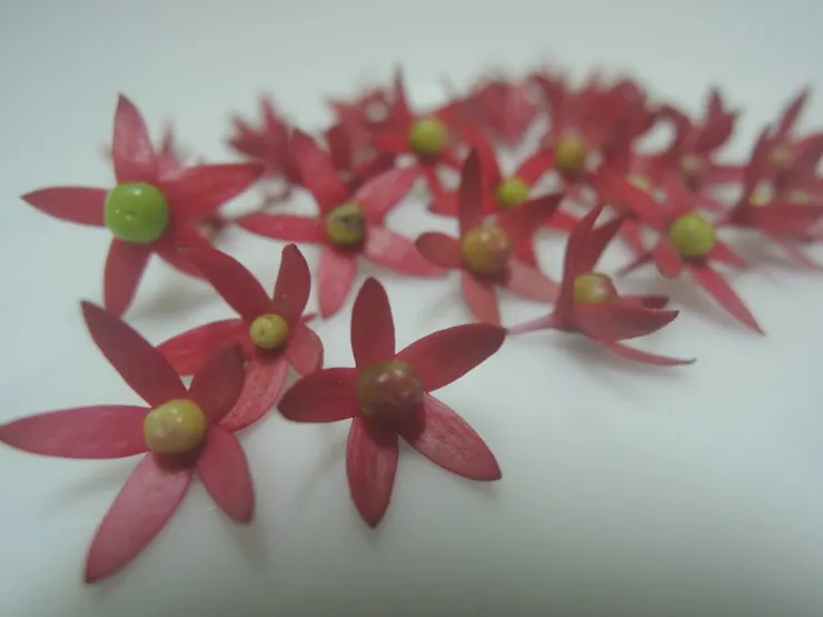 垂枝茉莉美麗的花托和果實