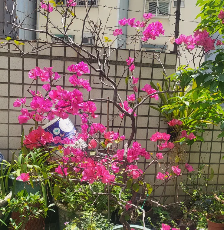 台中住家〔恩寵一生社區〕的九重葛(李建崑攝影)