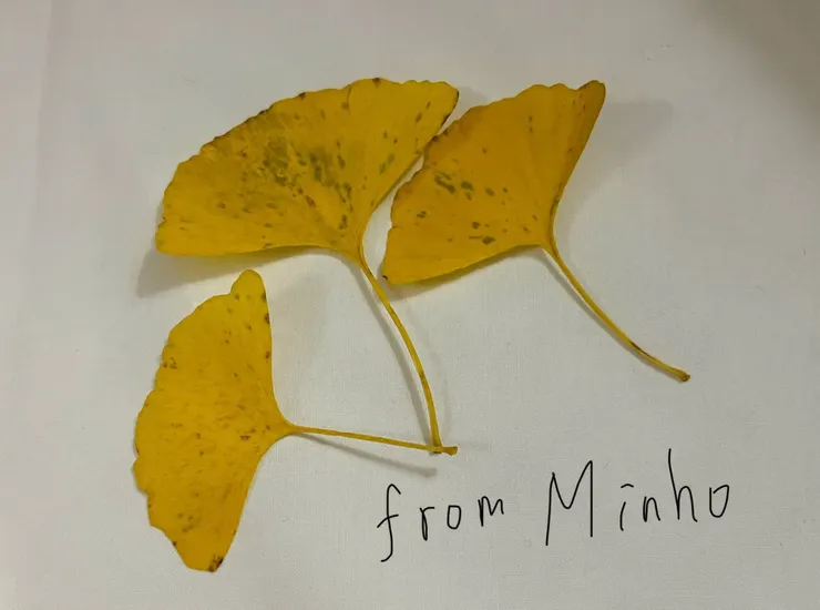 韓國Minho先生撿的三片銀杏葉
