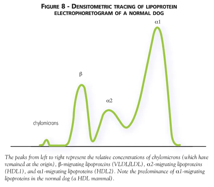 正常狗的脂蛋白電泳