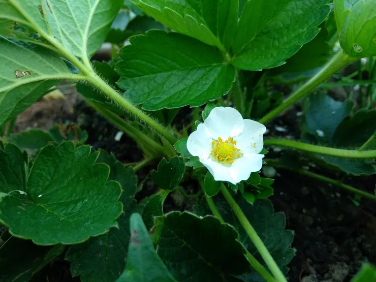 冬之美~草莓開花結果了