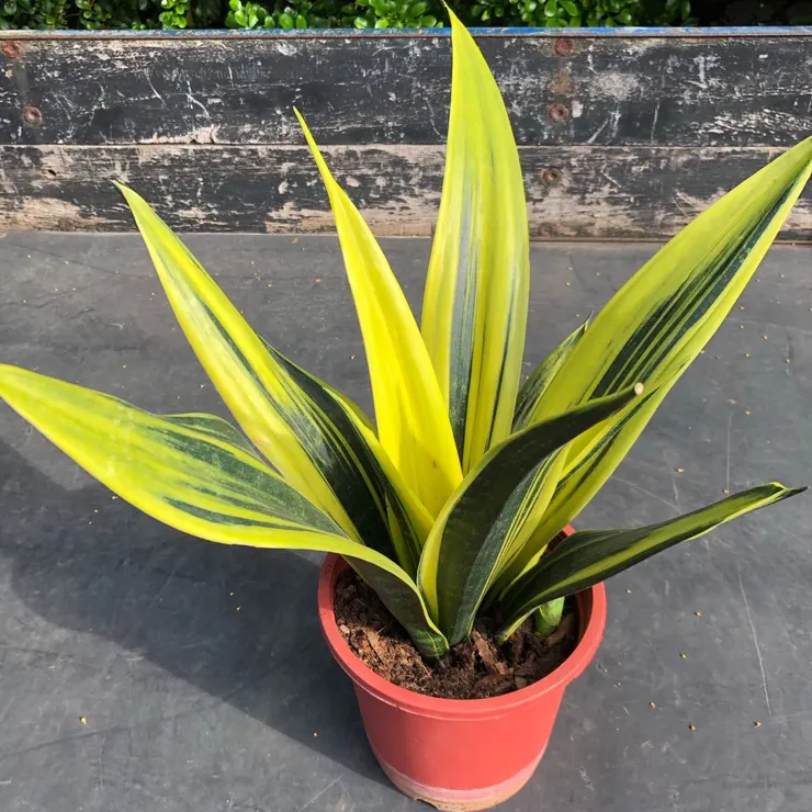 小小一棵，顏色柔和而有自然氣息。