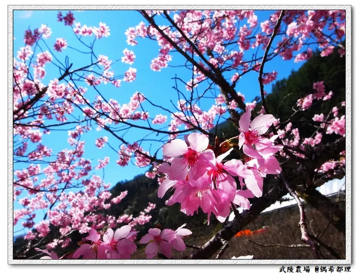 武陵農場往年2月中旬櫻花花況
