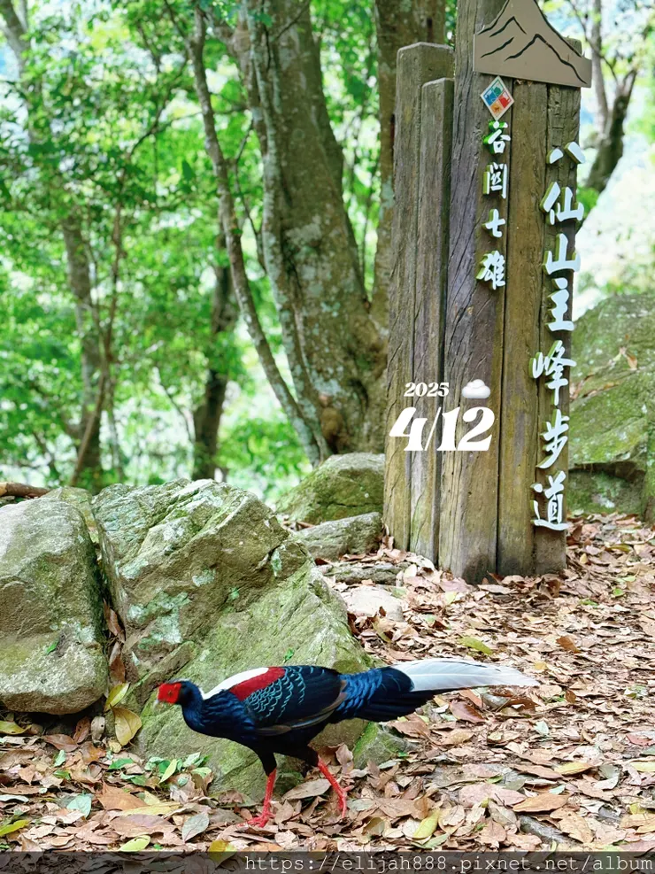 【谷關健行/住宿】谷關七雄老大。海拔2366公尺八仙山主峰。